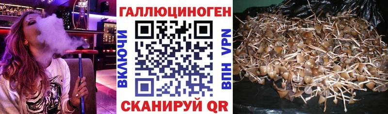 Псилоцибиновые грибы GOLDEN TEACHER  Купить закладки  Зубцов 